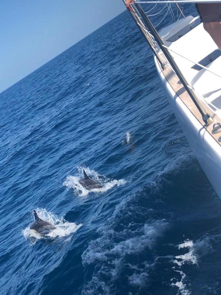 Dolphines swimming with the Tiril yacht